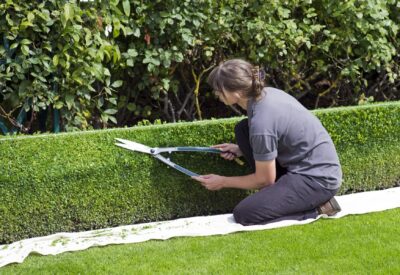 Person hedge trimming using large shears