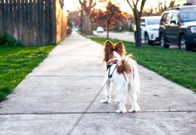 Small dog on a leash walking down a sidewalk