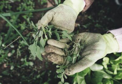Hands in a pair of garden gloves holding bunch of plants.